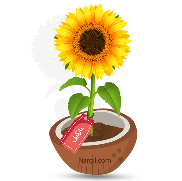 Nargil_Helianthus Annuus